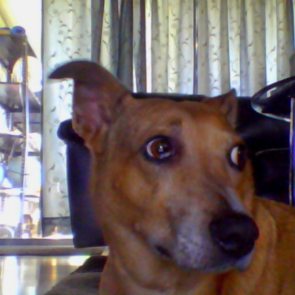 Meet your Posher, Coby - Picture 1 of 1